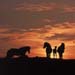 Horses_sunset-01