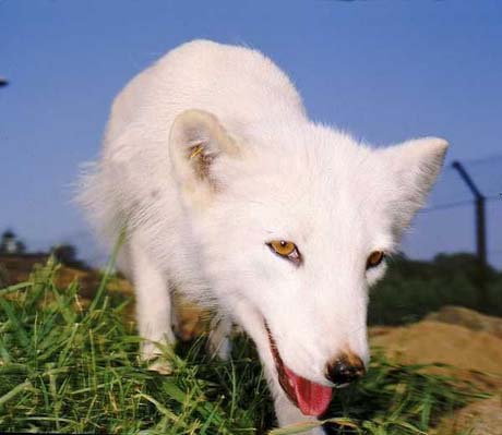 Fox-01